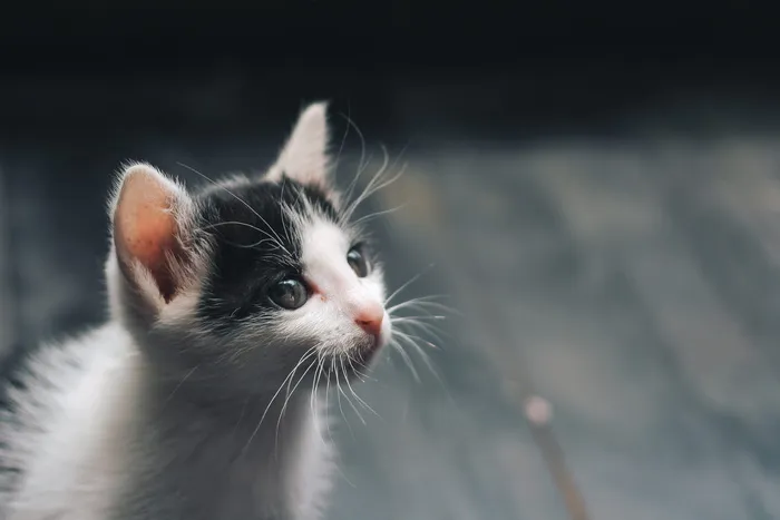 黑白小猫的景深照片