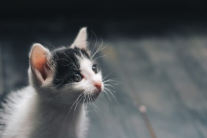 黑白小猫的景深照片