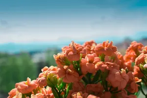 一束花，景深，花，自然，植物，花，夏天，春天