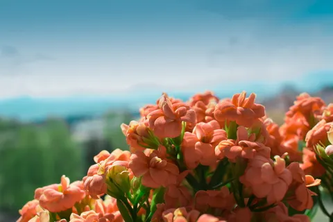 一束花,景深,花,自然,植物,花,夏天,春天 一束花,景深,花,自然,植物,花,夏天,春天