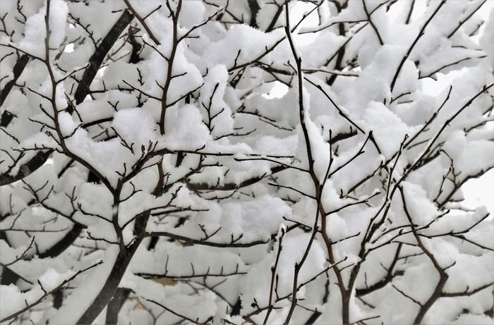 冬天，雪，树枝，公园里，贝尔，冰，自然，树