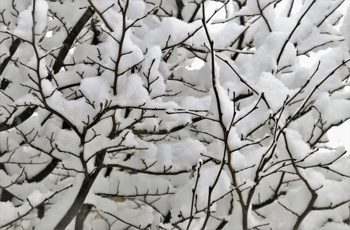 冬天，雪，树枝，公园里，贝尔，冰，自然，树