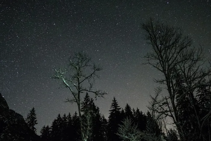夜，黑暗，天体摄影，星星，观星，阴影，树木，森林
