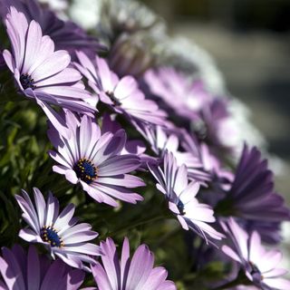 骨精属，非洲雏菊，花，植物群，自然，花瓣，开花，雏菊