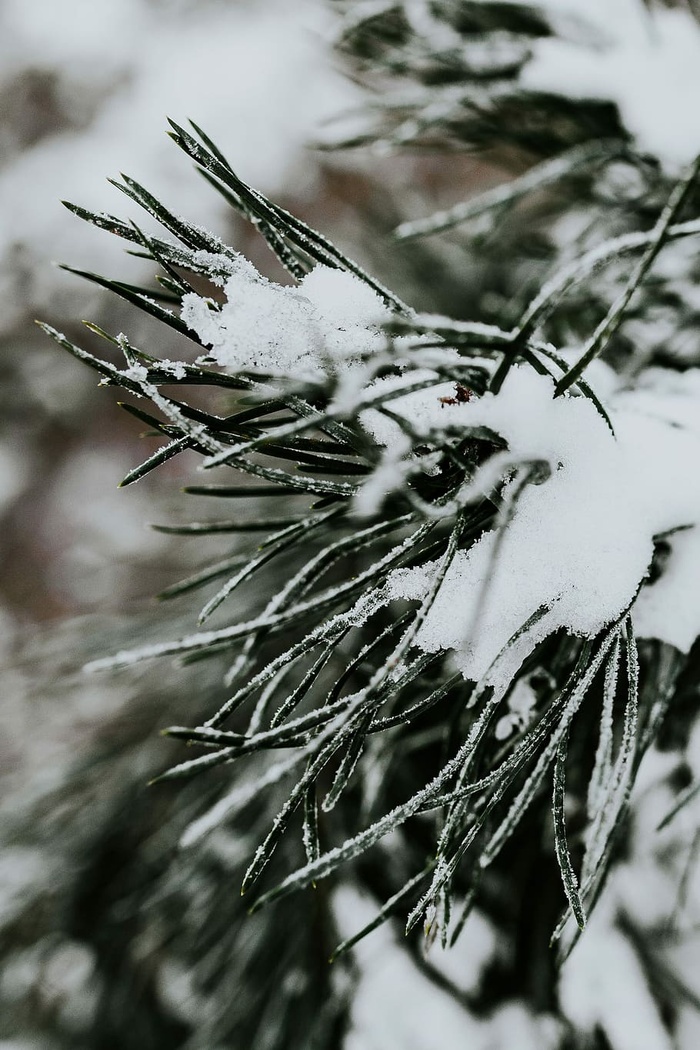 雪树特写