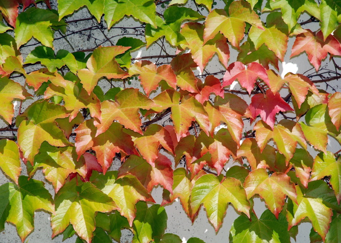 藤蔓，ranke，墙，背景，植物部分，叶子，秋天，变化