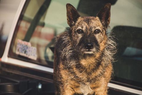 短毛棕褐色狗狗的选择性聚焦摄影