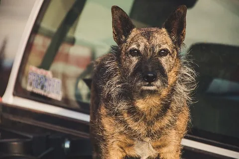 短毛棕褐色狗狗的选择性聚焦摄影