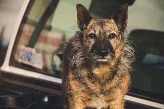 短毛棕褐色狗狗的选择性聚焦摄影