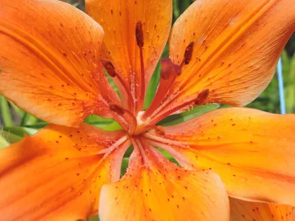 flora、nature、flower、garden、summer、特写、beautiful、color