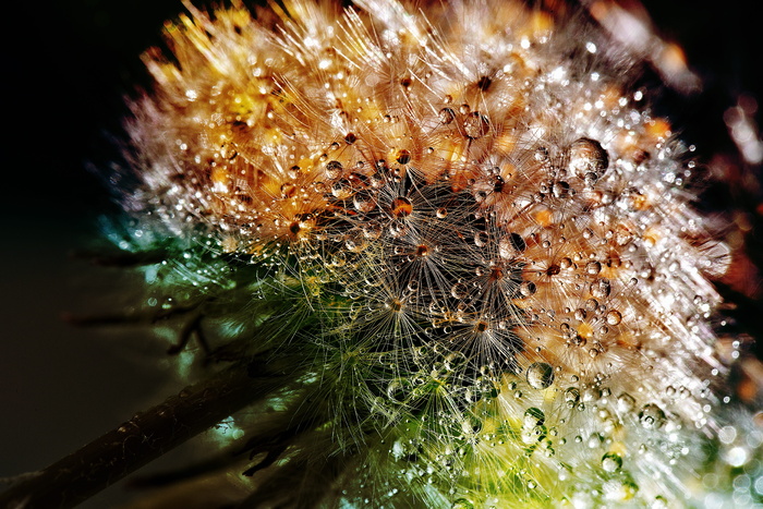 蒲公英种子，水，水滴，蒲公英，露珠，花，紧密，自然