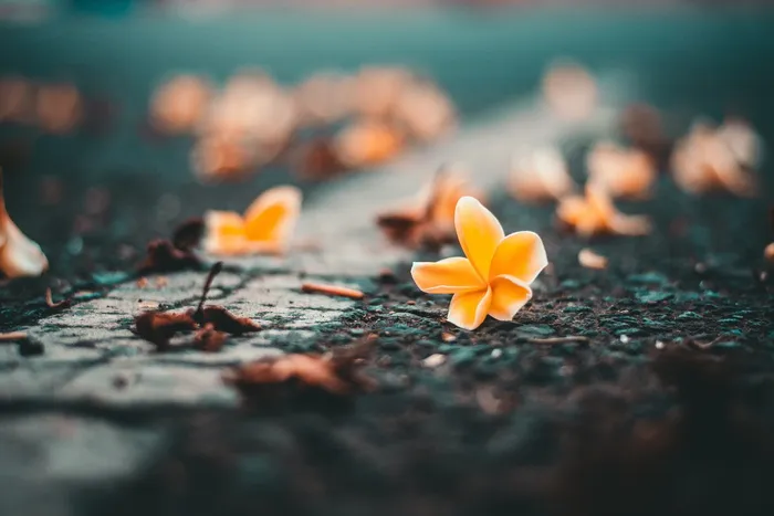 黄色花瓣花朵的特写照片