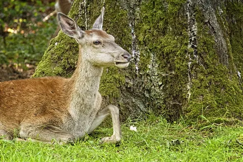 鹿公园，能源部，动物，关注点，树，植物，动物主题，哺乳动物