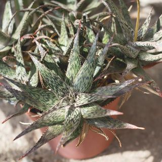 肉质植物,温室,植物,特写,生长,无人,绿色,聚焦前景 肉质植物,温室,植物,特写,生长,无人,绿色,聚焦前景