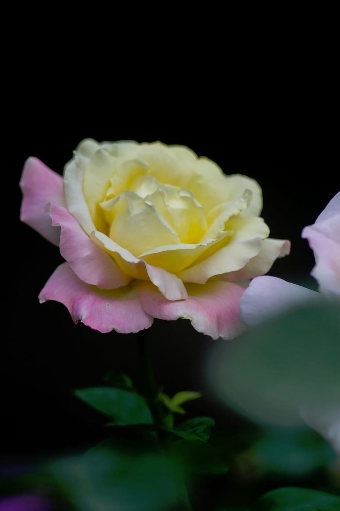 特写照片，黄色，粉色，玫瑰色，花朵，自然，花朵，花瓣