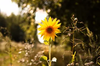 黄色向日葵的选择性聚焦照片