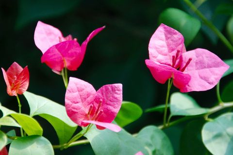 兰花,开花,开花,花,植物,自然,野生兰花,植物 兰花,开花,开花,花,植物,自然,野生兰花,植物