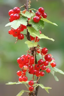 采购产品醋栗,植物,红醋栗,浆果,灌木,关闭,食品,花园醋栗 采购产品醋栗,植物,红醋栗,浆果,灌木,关闭,食品,花园醋栗