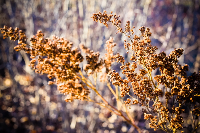 加拿大，沃尔夫维尔，秋天，秋天，散步，孤独，孤独，自然