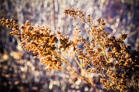 加拿大，沃尔夫维尔，秋天，秋天，散步，孤独，孤独，自然