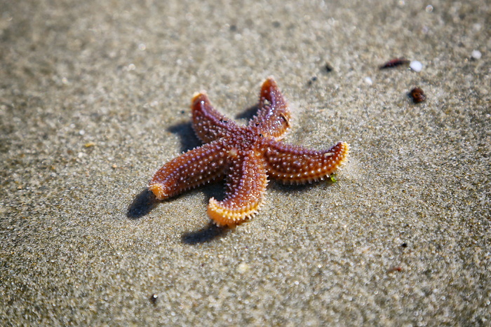 棕色海星的特写照片