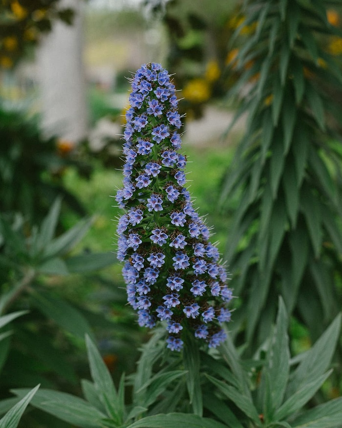 春天，花，紫色，花，季节，季节，夏天，背景