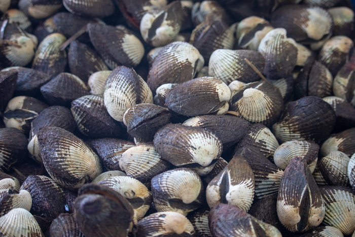 贝壳，食物，海鲜，市场，贝壳，吃，美味，全框架