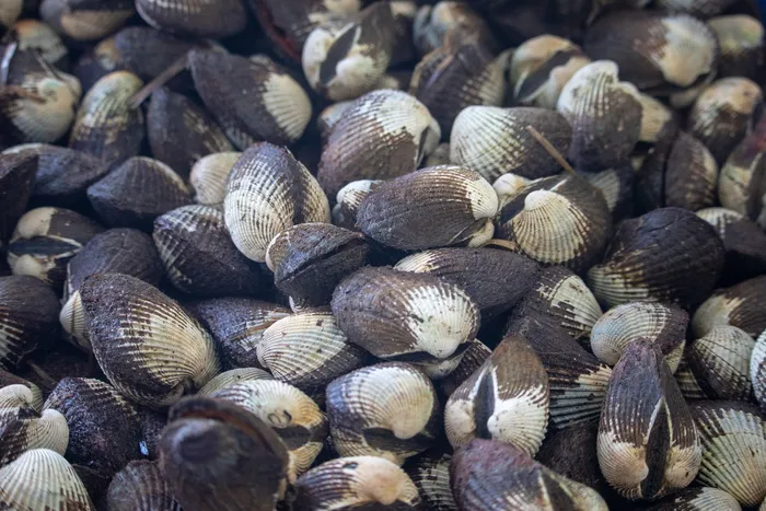 贝壳，食物，海鲜，市场，贝壳，吃，美味，全框架