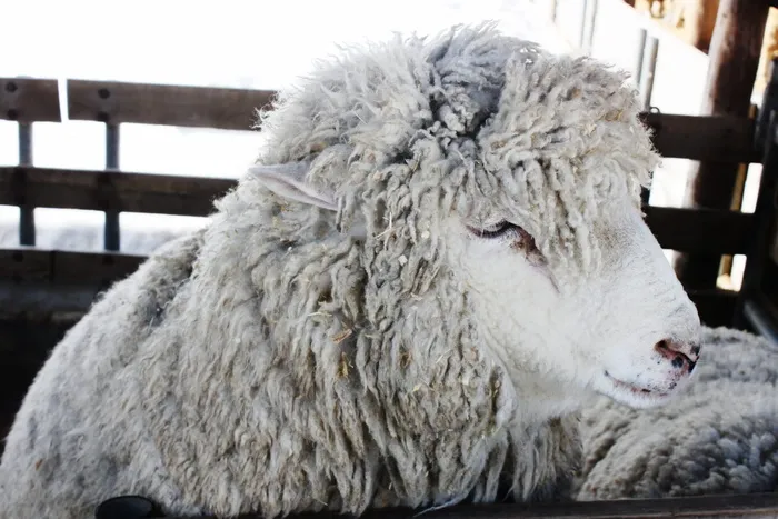 阳，微笑，动物，自然，数量，哺乳动物，家畜，家畜