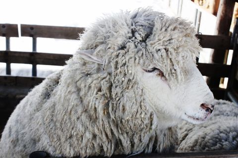 阳，微笑，动物，自然，数量，哺乳动物，家畜，家畜