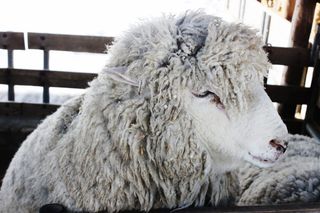 阳，微笑，动物，自然，数量，哺乳动物，家畜，家畜