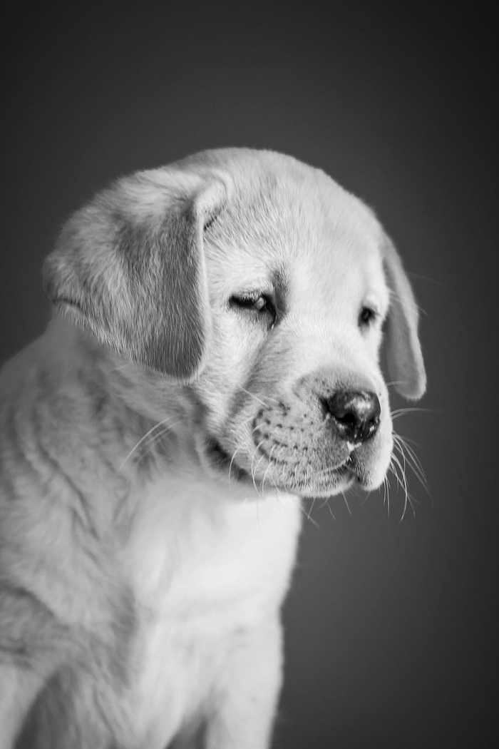 小狗，拉布拉多犬，寻回犬，白色，黄色，可爱，背景，实验室