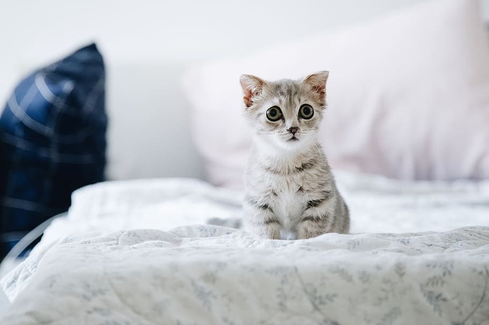 白色床上的灰白色小猫