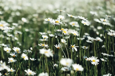 白菊花田 白菊花田