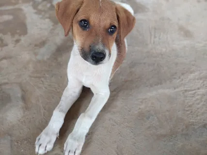 哺乳动物,动物,宠物,狗,狗,猎犬,小狗,小猎犬 哺乳动物,动物,宠物,狗,狗,猎犬,小狗,小猎犬