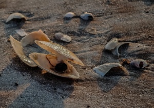 贝壳，贝类，贻贝，自然，特写，沙子，海滩，陆地