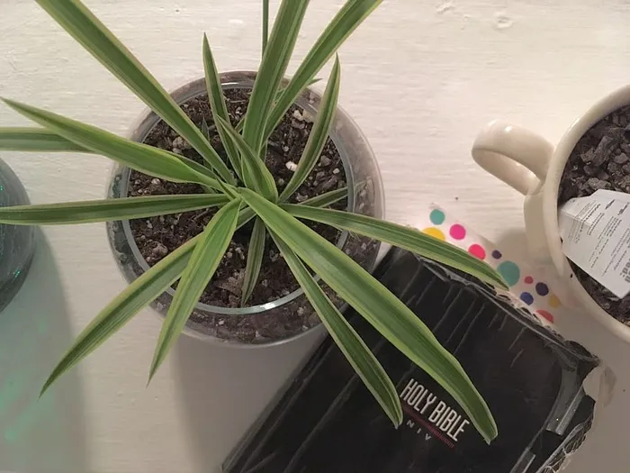 美国，奥古斯塔，某处，绿色，绿色，圣经，圣经，阅读