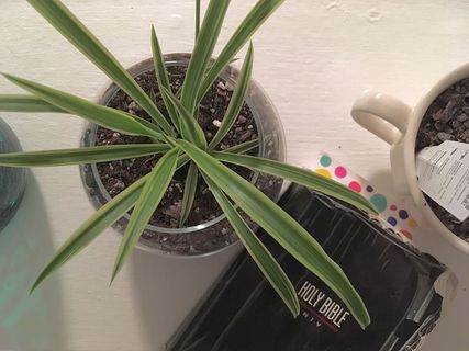 美国，奥古斯塔，某处，绿色，绿色，圣经，圣经，阅读