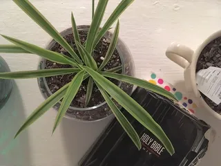 美国，奥古斯塔，某处，绿色，绿色，圣经，圣经，阅读