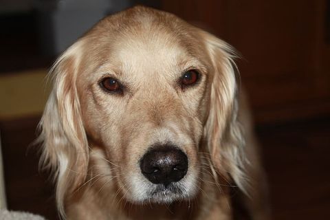 狗，奉献者，友好，表情，肖像，一只动物，狗，家养