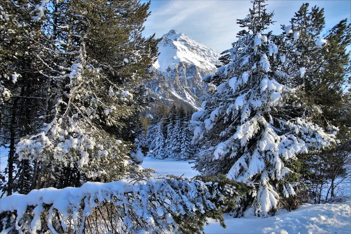 山顶，高山，森林，风景，雪，白色，多雪，冬天