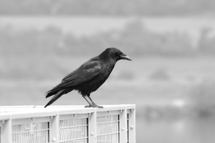 乌鸦的浅焦点