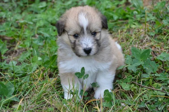 小狗, 小狗, 带有黑色覆盖的小狗颜色小鹿, 可爱, 可爱的, 肖像, 坐, 一只动物