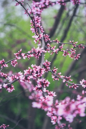 美国，圣路易斯，开花，花，树，树，树皮，花