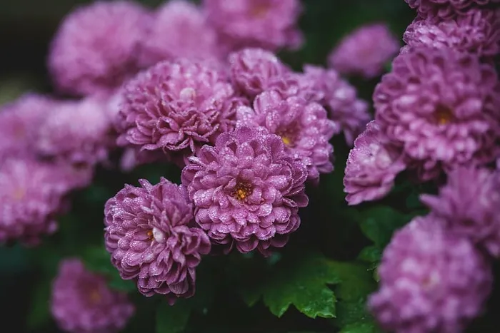 精选，聚焦照片，紫色，玫瑰色，宽瓣，花瓣，花朵，薰衣草色