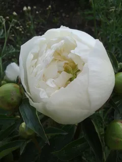 初夏, 公园, 牡丹, 白, 花坛, 植物, 花, 开花植物 初夏, 公园, 牡丹, 白, 花坛, 植物, 花, 开花植物