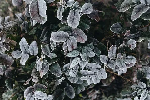 被霜冻覆盖的树叶的细节 被霜冻覆盖的树叶的细节