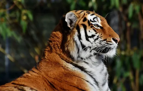 选择性,聚焦摄影,老虎,猫,捕食者,野猫,大猫,虎头 选择性,聚焦摄影,老虎,猫,捕食者,野猫,大猫,虎头