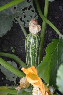 西葫芦、蔬菜、开花、开花、园艺、食用、健康、生物