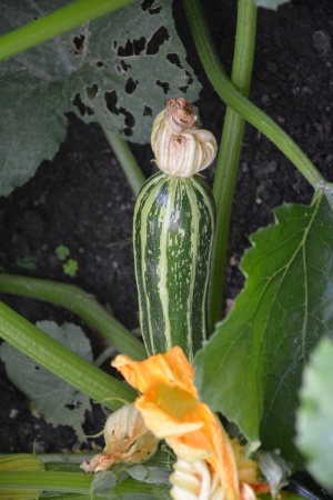 西葫芦、蔬菜、开花、开花、园艺、食用、健康、生物